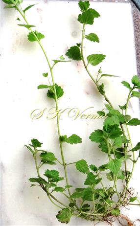  Plant